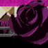chain rose