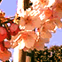 Cherry Blossom