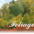 Foliage season