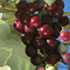Love grape 2