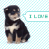 Love2Dogs