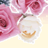 princess��rose