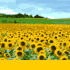 Sun Flower