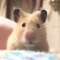 �֥饤����