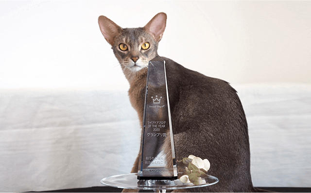 おうちごはんとおかしとねこ