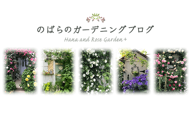 のばらのガーデニングブログ