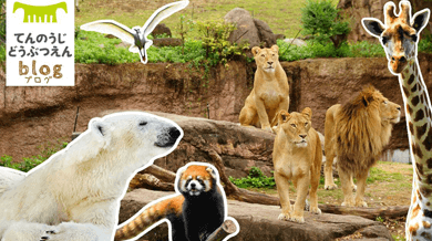 天王寺動物園スタッフブログ