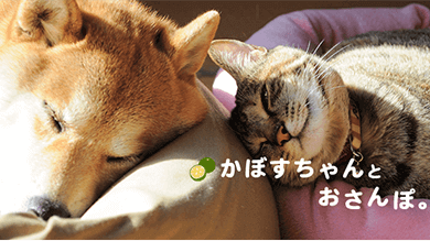 かぼすちゃんとおさんぽ。