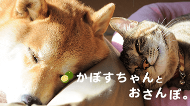 かぼすちゃんとおさんぽ。