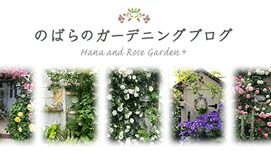 のばらのガーデニングブログ