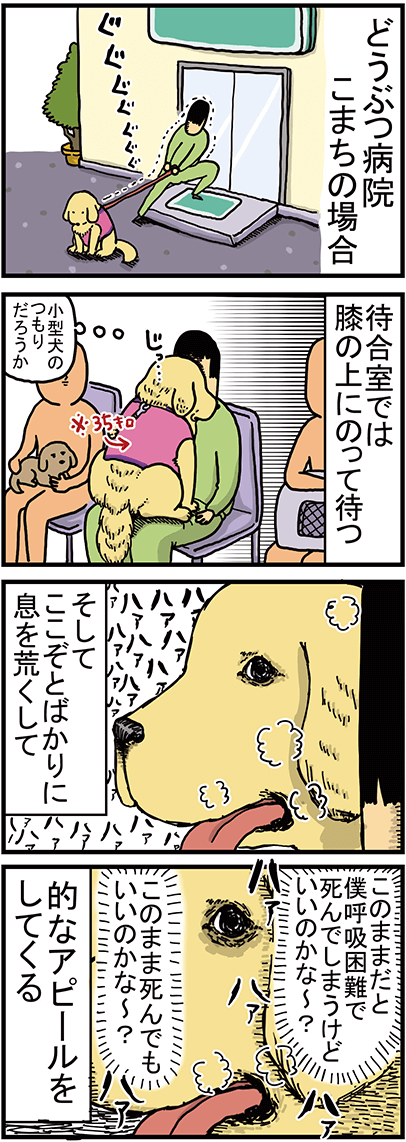 こまちがどうぶつ病院に行った時の様子1